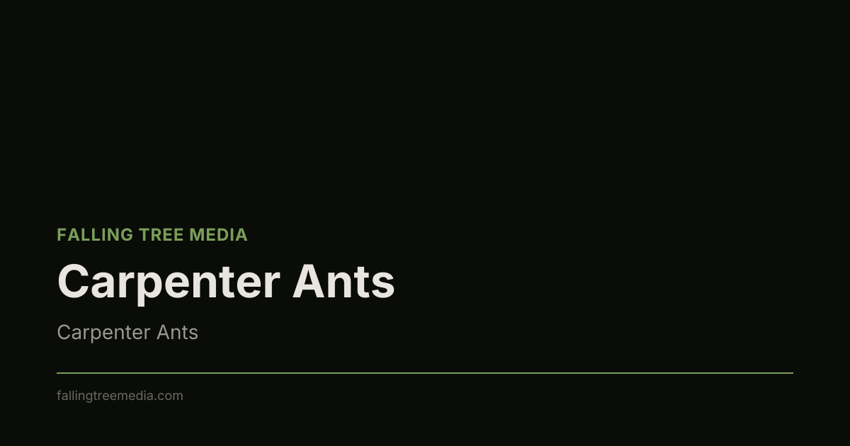 Carpenter Ants